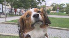 Praha plánuje zpřísnit podmínky pro venčení psů. Majitelům se to nelíbí