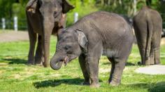VELKÝ PŘEHLED cen českých zoo. Rodinám se výlet pořádně prodraží