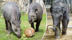 Velikonoční nadílku si v pražské zoo užila i zvířata! FOTO UVNITŘ