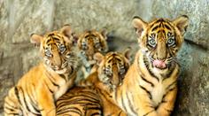 Svět obdivuje tygříky narozené v Polsku. Zoo je poprvé pustila ven