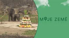 V pražské zoo se pořádně slavilo. Slůně Amalee má za sebou první rok