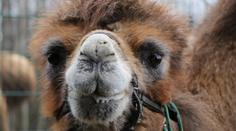 Smutek v plzeňské zoo. Uhynula známá velbloudice Josefína