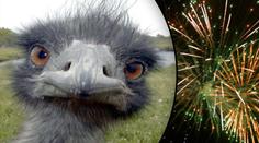 HYENY: Pštrosa Vendu zabili pyrotechnikou! Jen tak pro zábavu