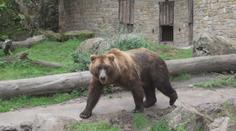 Děčínská zoo se pyšní evropským unikátem. Chová medvěda kamčatského