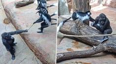 VIDEO: Bitka ve výběhu pražské zoo. Létaly flákance a šermovalo se s klacky
