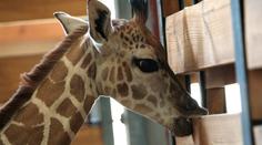 Pražská ZOO oslaví 79. výročí křestem žirafy Rotschildovy