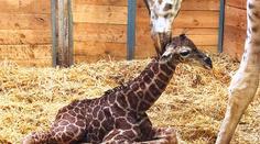 Žirafí babyboom v pražské zoo! Narodilo se už druhé mládě