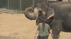 VIDEO: Osamělá slonice z ústecké zoo duševně strádá