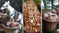 Stále rostou! Čtenáři TN.cz se podělili o fotky košíků plných bedel a hřibů