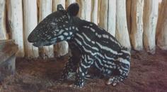 Vzácný tapír i hříbátko. Zavřená Zoo Praha ukázala nové přírůstky! VIDEO