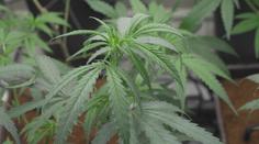 Koalice chce legalizovat prodej marihuany. Lidovci jsou ale proti