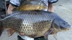 Rybáři vylovili opravdového sólokapra