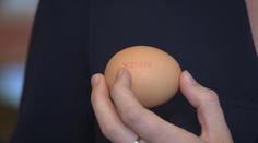Nenechte se napálit při koupi vajec! NÁVOD, jak poznat kvalitu