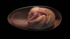 Vědci našli dokonalé dinosauří embryo, je staré nejméně 66 milionů let