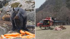 Tuny mrkve a brambor z nebe. Podívejte se na pomoc zvířatům v Austrálii