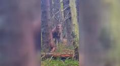 VIDEO: Nebezpečné setkání. Jelen vyběhl na muže, ten si s ním poradil po svém