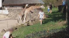 Rodiče riskují životy dětí! V zoo je posílají do výběhů dravých šelem
