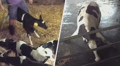 VIDEO: Skryté kamery natočily otřesné záběry týrání zvířat na českých farmách