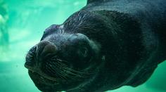 Tragická smrt Huga mění libereckou zoo. Jeho pavilon čeká nový účel