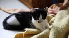 Malíček, Kačenka, Verunka, Vendelín, Athos a Porthos hledají majitele