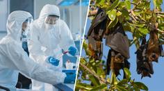 Epidemie eboly se vymkla kontrole. Vědec odhalil, co k tomu vedlo