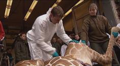 Malého žirafáka (2) v zoo zastřelili a ROZŘEZALI před dětmi na kusy! HRŮZNÉ VIDEO