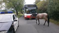 Stádo koní pobíhalo po silnici. Málem je srazil autobus