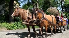 Ve Špindlerově Mlýně se splašili koně! Zranili několik chodců a zdemolovali auto!