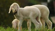 Brutální týrání ovcí zaskočilo nejenom veterinářku
