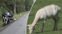 Kuriózní nehoda: Motorka srazila bílého daňka