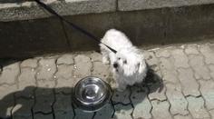 Cizinec ve Zlíně brutálně zkopal svého pejska! Zadržela ho policie