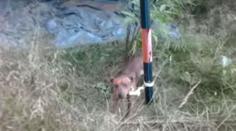 Další opuštěný pes uvázaný u stromu! Policie hledá viníky