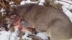 Srnu potrhal vlk. Policie trpící zvíře jen posunula a odjela, tvrdí žena