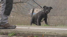 Petardy ohrožují zvířata. Můžou se vyděsit a ublížit si, říká veterinář