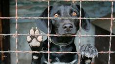 Nekupujete psa z množírny? Veterináři vydali seznam chovatelů