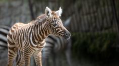 Zoo ve Dvoře Králové má roztomilý přírůstek. Narodila se tam nejvzácnější zebra