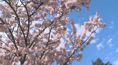 Ulice Brna se zbarvily do růžova. Sakury ve městě kvetou už desítky let