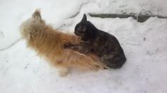 VIDEO: Masáž od mourovaté masérky