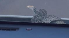 VIDEO: Šok při jízdě autem. Na cestující vykouklo z kapoty zvíře