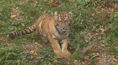 Ve zlínské zoo poprvé ukázali půlročního tygra. Matka ho kvůli nemoci odmítala