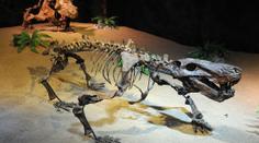 Asteroid, který vyhubil dinosaury. Studie nás připraví na budoucnost