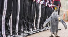 Zvláštní ceremonie v zoo: Norové povýšili tučňáka na generála!