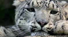 V liberecké zoo uprchl levhart! Chodil mezi lidmi