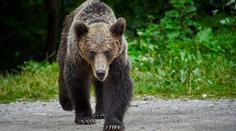Nejen Slovensko. Medvědi už děsí i obyvatele další země
