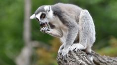 Zábava v pražské zoo: Lemuři obědvali před kamerami TN.CZ!