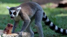 Ostravská zoo konečně odchytila uprchlého lemura. Seděl v zahradě na třešni