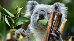 Medvídci koala mizí! Z Austrálie jich za poslední tři roky ubyla třetina