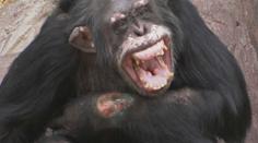 Skandál v norské zoo, zdrogovaný šimpanz sám sebe vážně zraňoval