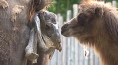 VIDEO: Tohle nikdo nečekal. Velbloudice porodila, aniž by věděli, že je těhotná