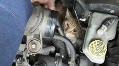 Kuriózní záchrana: V Přerově hasiči tahali z motoru auta kočku!